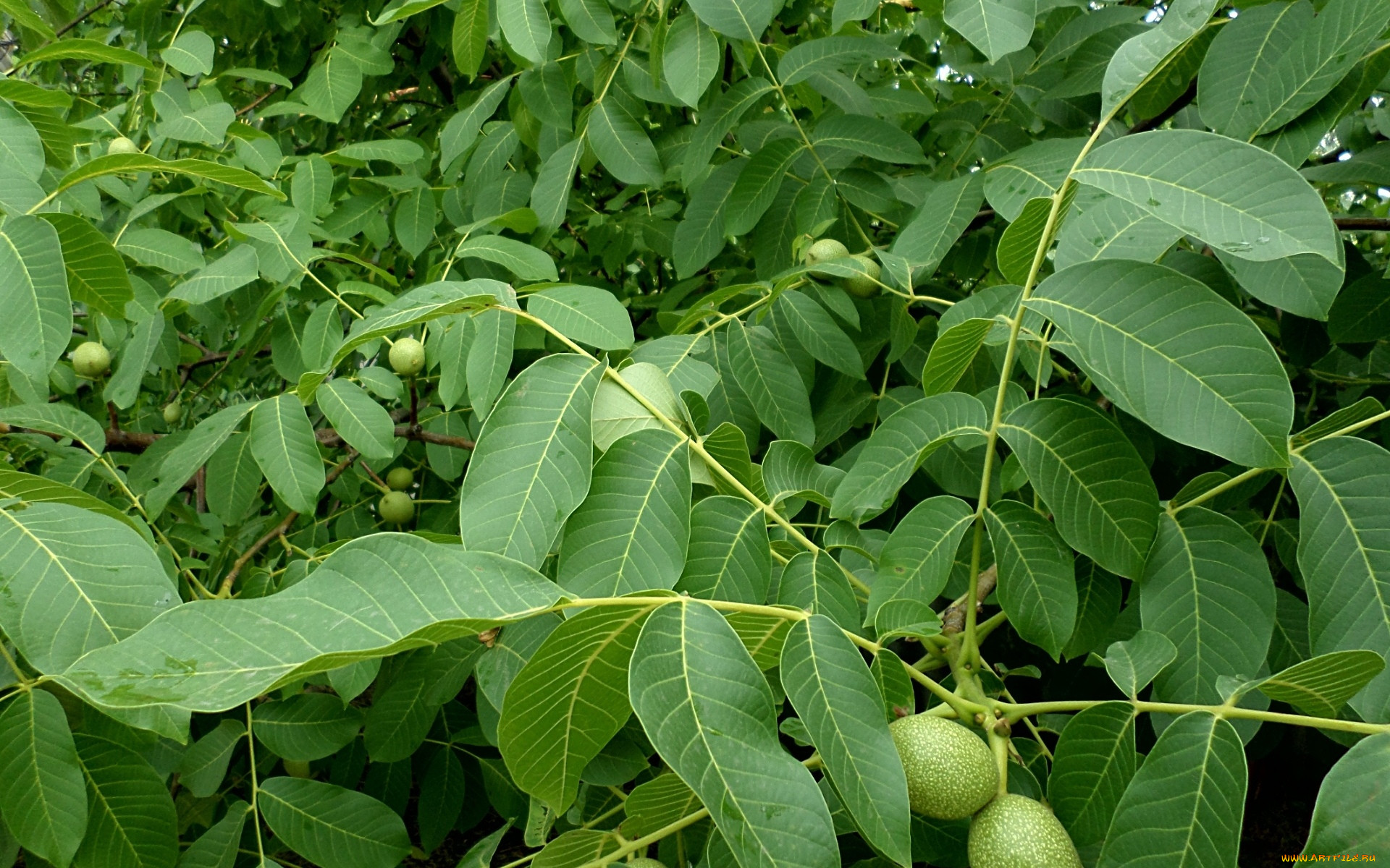 Juglans sieboldiana